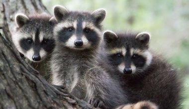 ΗΠΑ: Ρακούν «τρύπωσαν» μέσα σε γκαράζ και έμειναν ακούνητα πιστεύοντας ότι θα περάσουν… απαρατήρητα (βίντεο)