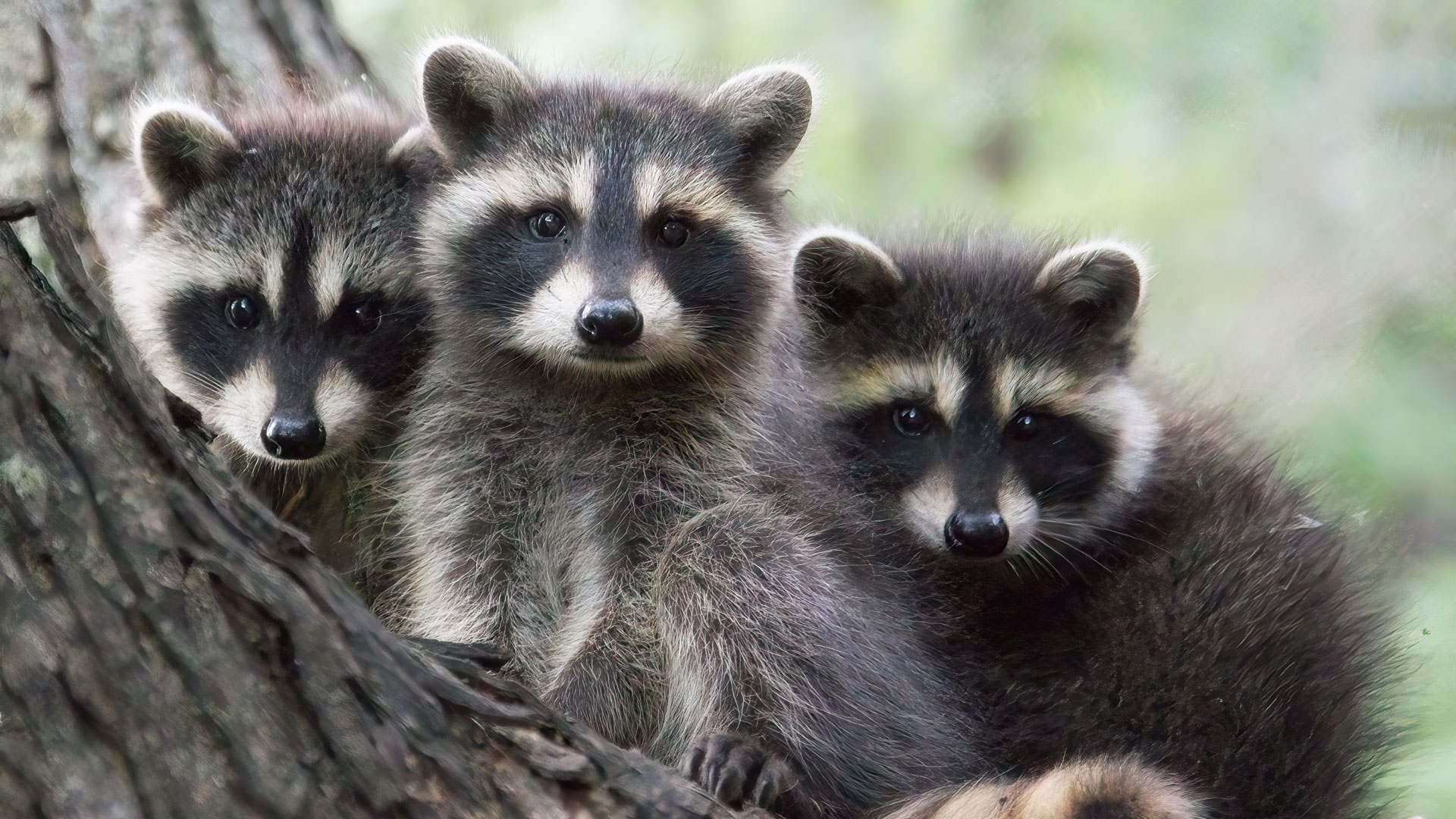ΗΠΑ: Ρακούν «τρύπωσαν» μέσα σε γκαράζ και έμειναν ακούνητα πιστεύοντας ότι θα περάσουν… απαρατήρητα (βίντεο)