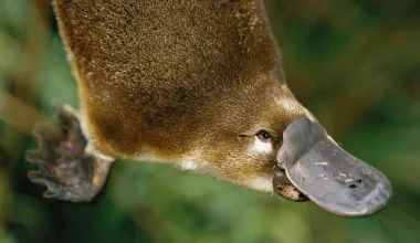 Πλατύποδας: Πώς επηρεάζει το δηλητήριό του το ανθρώπινο σώμα – Γιατί δεν υπάρχει αντίδοτο