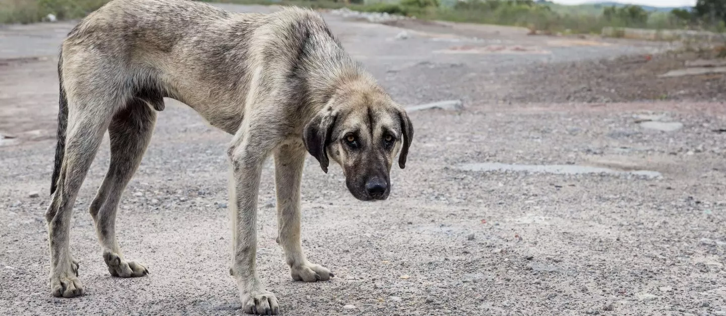 Κωνσταντινούπολη: H νομαρχία απαγόρευσε το τάισμα των αδέσποτων σκύλων – Ποιος ο λόγος