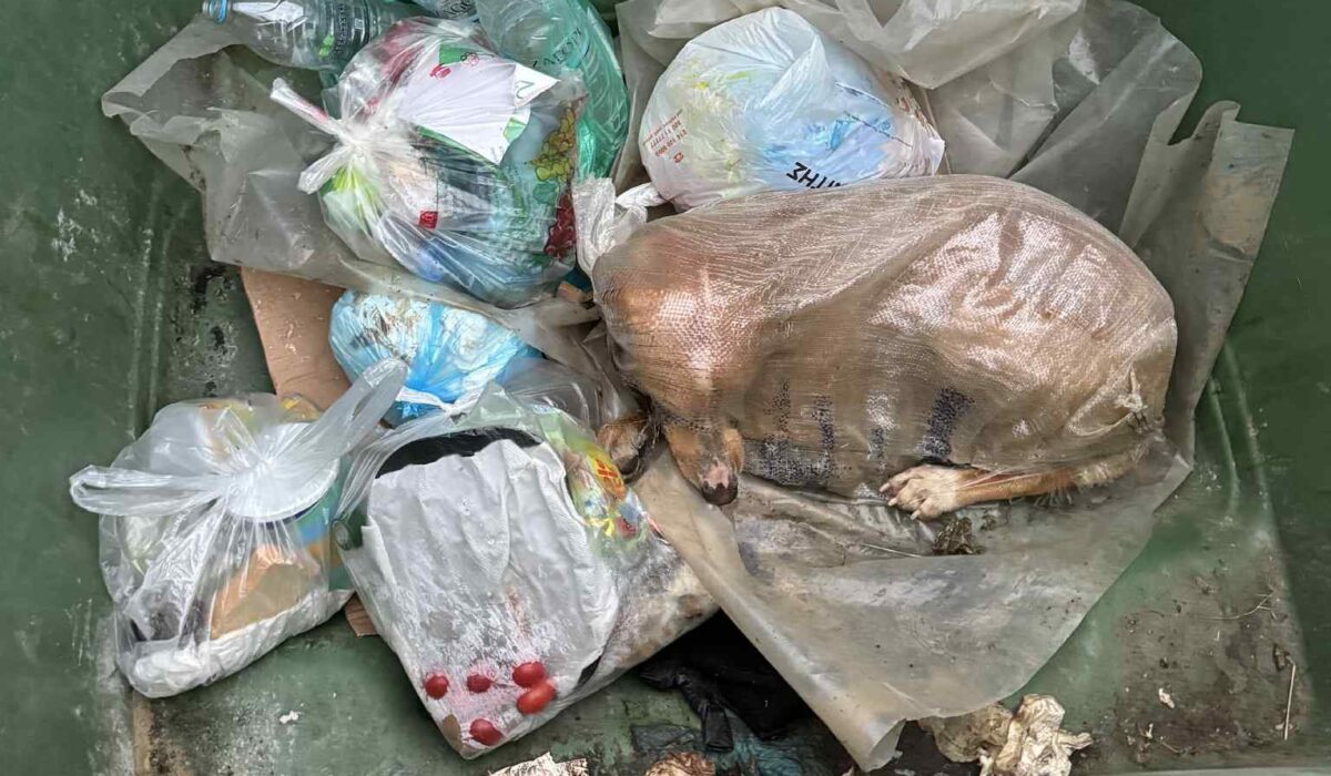 Κτηνωδία στη Μεγαλόπολη: Πέταξαν σκύλο κλεισμένο μέσα σε τσουβάλι σε κάδο απορριμμάτων (φώτο)