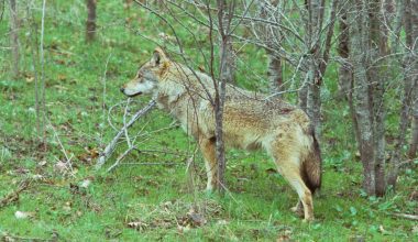 Καρδίτσα: Λύκος κατέβηκε σε ποιμνιοστάσιο και κατασπάραξε 20 πρόβατα – «Μου τραυμάτισε άλλα 10» είπε ο κτηνοτρόφος