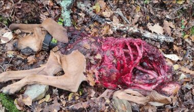 Λύκοι κατασπάραξαν κυνηγόσκυλo στη Δράμα – Δείτε φωτογραφίες (ευαίσθητο περιεχόμενο)