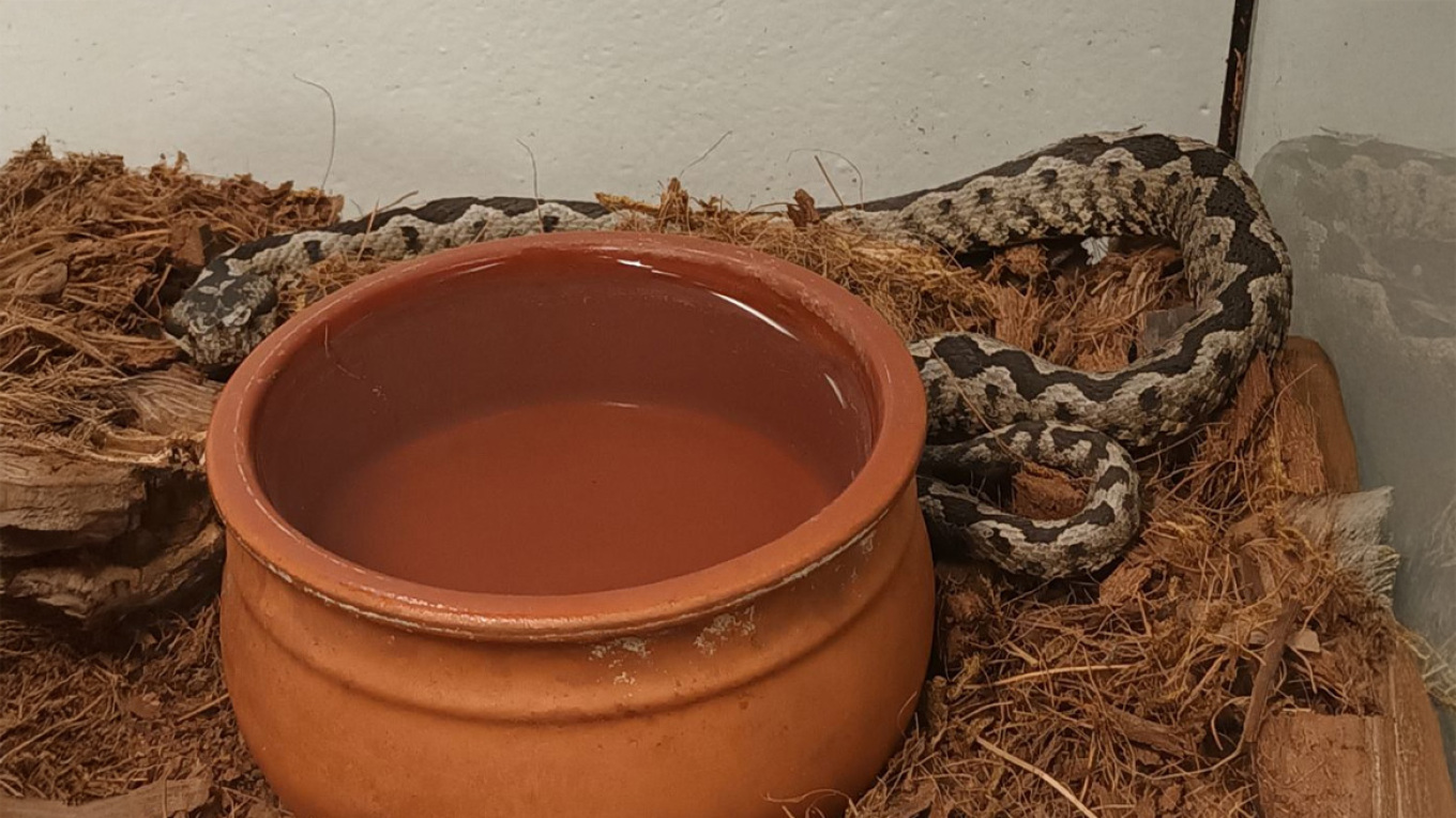 Αναστάτωση στο Μαρούσι: Εντοπίστηκε οχιά σε κτήριο της περιοχής – Τι ανέφερε η ANIMA (φωτο)