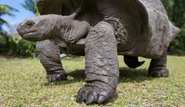 ΗΠΑ: Χελώνα πέθανε σε ηλικία 141 ετών – Ήταν γνωστή ως η «βασίλισσα του ζωολογικού κήπου» του Σαν Ντιέγκο