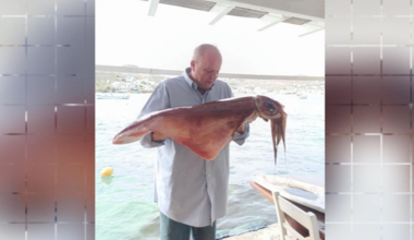 Μύκονος: Εμφανίστηκαν δύο μεγάλα καλαμάρια βάρους 17 κιλών και μήκους 1 μέτρου! (βίντεο)