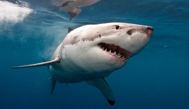 Αυστραλία: Καρχαρίας κατασπάραξε νεαρή γυναίκα σε απομακρυσμένη παραλία στη Νέα Νότια Ουαλία και τραυμάτισε άνδρα