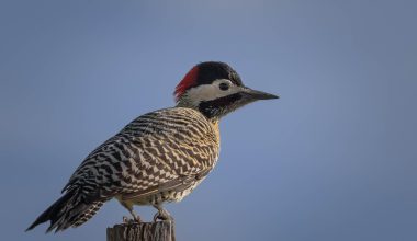 ΗΠΑ: Σπάνιο πουλί «επανεμφανίζεται» στο Τενεσί – Είχε εξαφανιστεί για περισσότερα από 30 χρόνια (βίντεο)