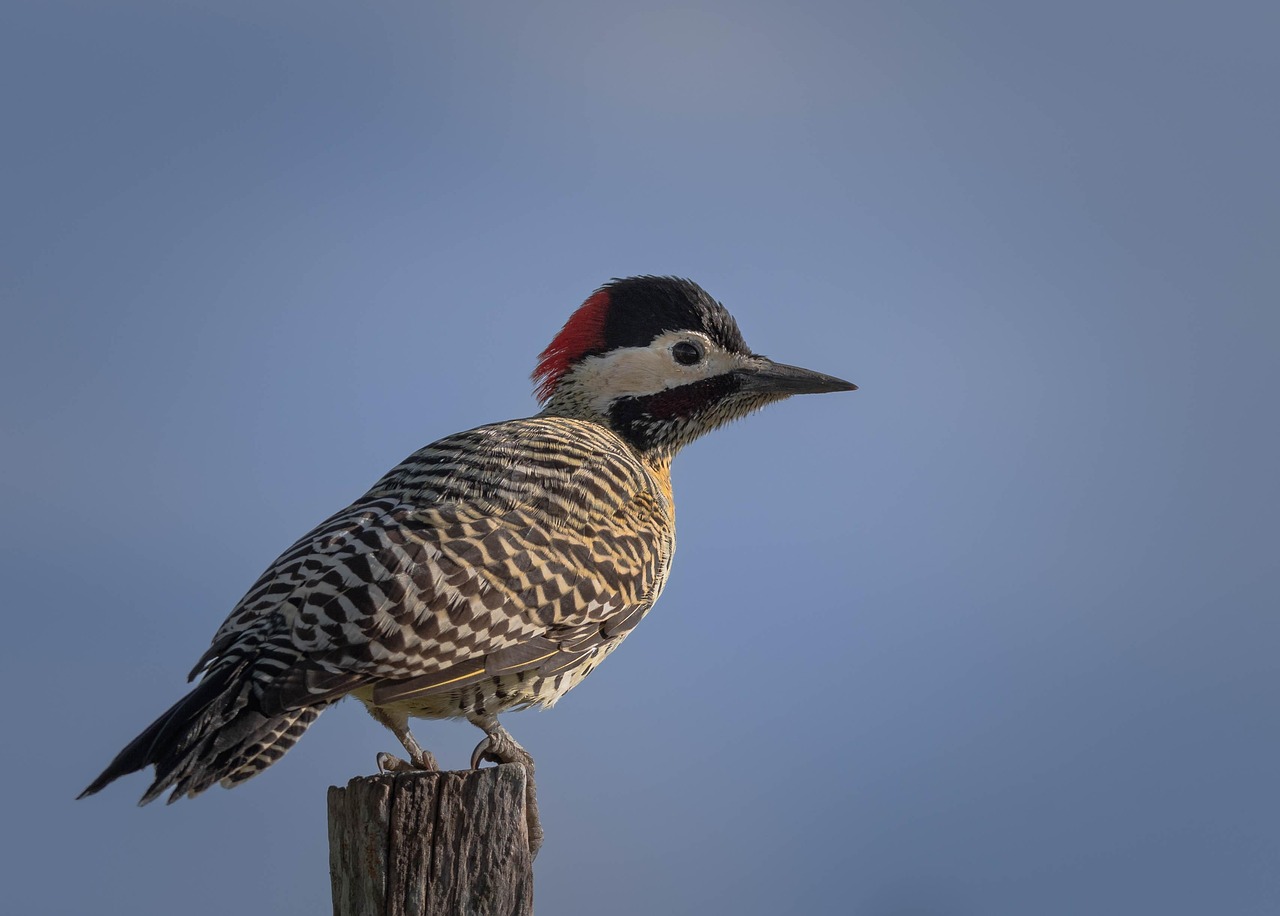ΗΠΑ: Σπάνιο πουλί «επανεμφανίζεται» στο Τενεσί – Είχε εξαφανιστεί για περισσότερα από 30 χρόνια (βίντεο)