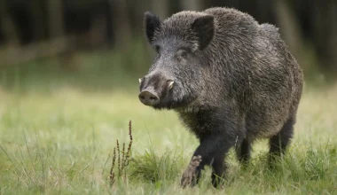 Αγριογούρουνο έκανε με την…ησυχία του βόλτες στο Περιστέρι – Δείτε βίντεο