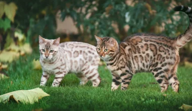Ειδικοί αποκαλύπτουν τον χρόνο και την τοποθεσία της εξημέρωσης των γατών – «Ανατρέπει όσα γνωρίζαμε»