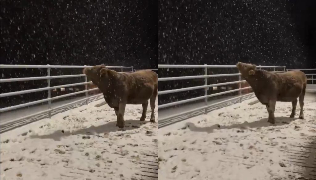 Ρωσία: Αγελάδα είδε για πρώτη φορά χιόνι και… ξετρελάθηκε! (βίντεο)