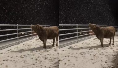 Ρωσία: Αγελάδα είδε για πρώτη φορά χιόνι και… ξετρελάθηκε! (βίντεο)