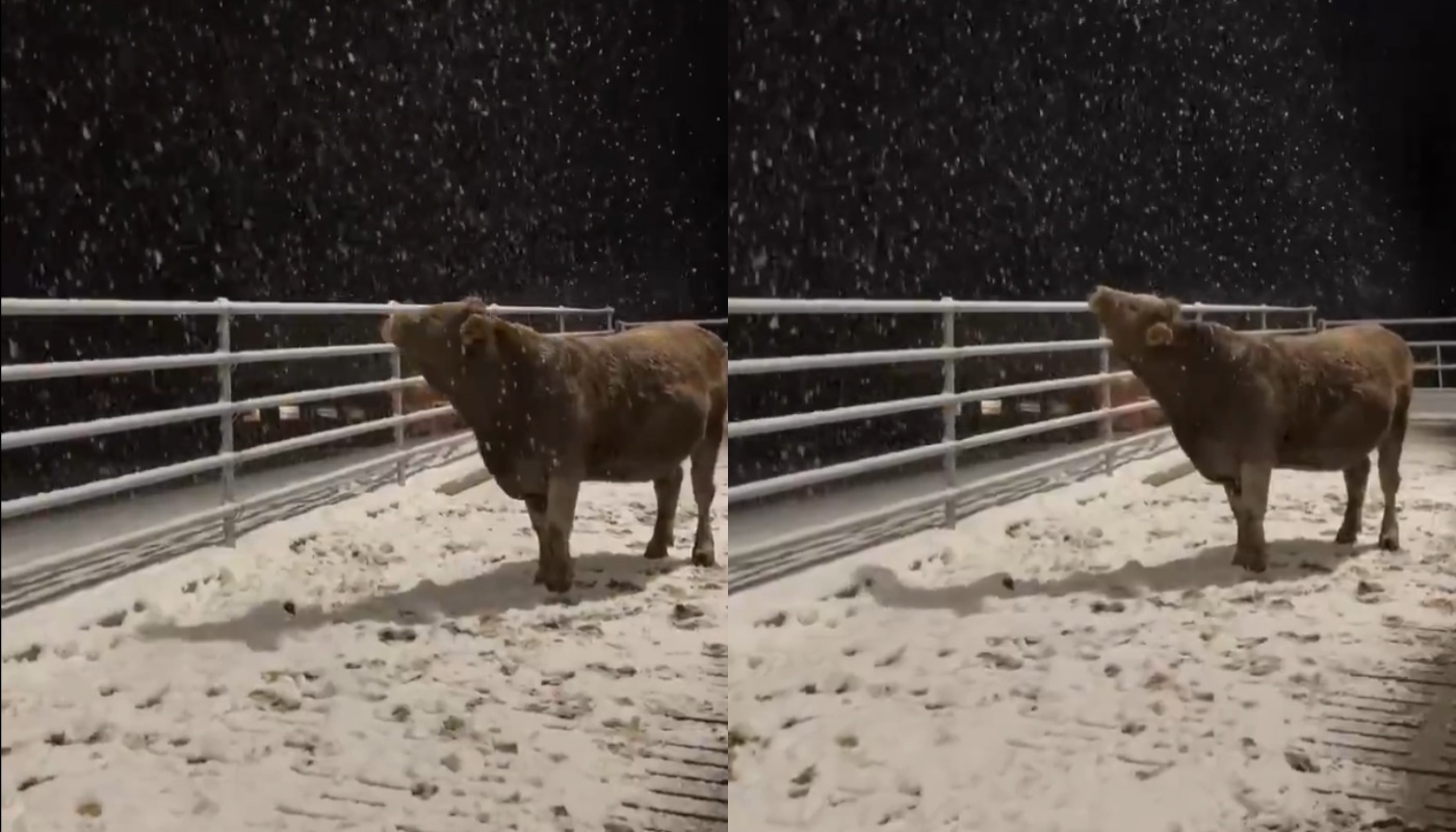 Ρωσία: Αγελάδα είδε για πρώτη φορά χιόνι και… ξετρελάθηκε! (βίντεο)