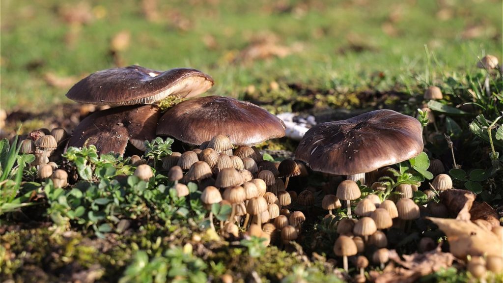 Έδεσσα: Ξεπέρασε τον κίνδυνο το ζευγάρι που κατανάλωσε δηλητηριώδη μανιτάρια – Δεν θα κάνουν μεταμόσχευση ήπατος