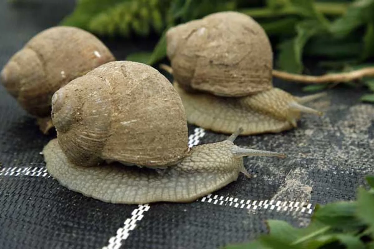 Γαλλία: Διαρρήκτες μπούκαραν σε εκτροφείο κι έκλεψαν σαλιγκάρια αξίας 86.000 ευρώ