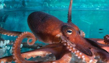 Βίντεο: Σουηδός μουσικός έμαθε σε χταπόδι να παίζει πιάνο!