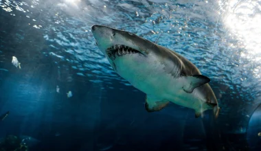 Η ιστορία του USS Indianapolis: Πώς συνέβη η μεγαλύτερη επίθεση από καρχαρίες – Πάνω από 150 νεκροί!