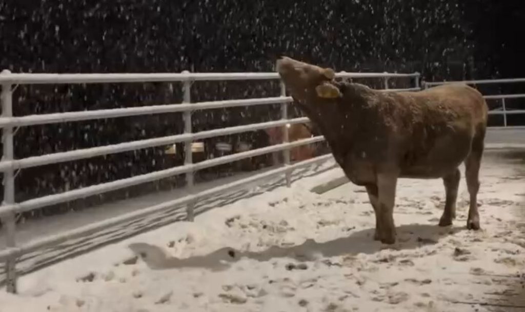 Απίστευτο βίντεο: Αγελάδα στη Ρωσία είδε για πρώτη φορά στη ζωή της χιόνι και η αντίδρασή της έκλεψε τις εντυπώσεις