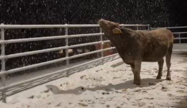 Απίστευτο βίντεο: Αγελάδα στη Ρωσία είδε για πρώτη φορά στη ζωή της χιόνι και η αντίδρασή της έκλεψε τις εντυπώσεις