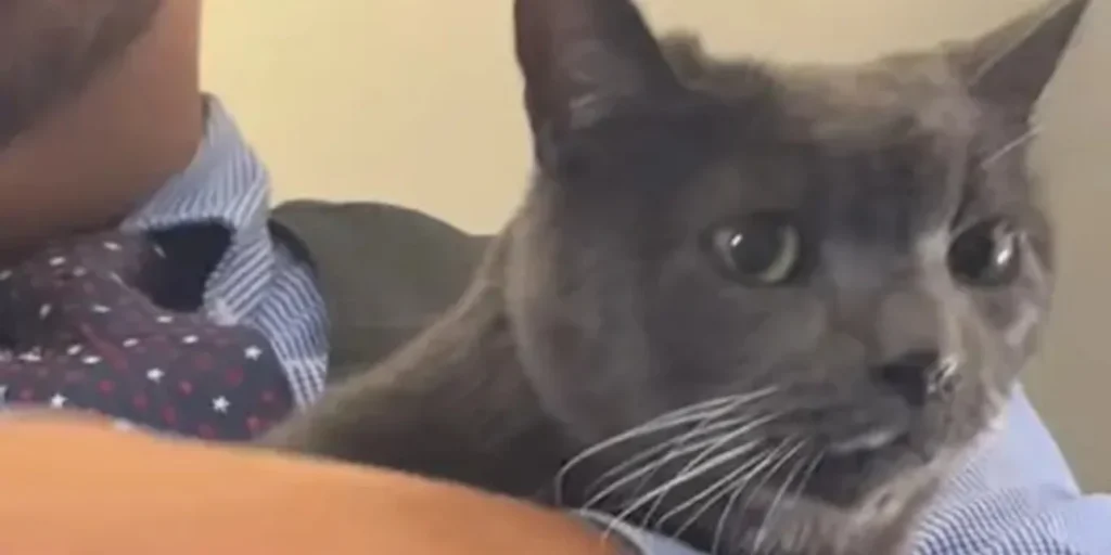 Επικό σκηνικό: Γάτα δραπέτευσε από το κλουβί της και «έκοβε» βόλτες στο αεροπλάνο (βίντεο)