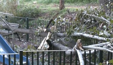 Δέντρο έπεσε σε παιδική χαρά στο Χαϊδάρι: Δύο μέρες δεν το έχει μαζέψει ο δήμος (βίντεο)