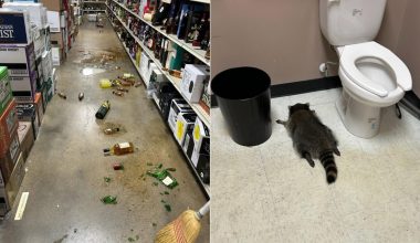 ΗΠΑ: Ρακούν τα… «έτσουξε» σε κάβα και λιποθύμησε στο πάτωμα του μπάνιου (φώτο-βίντεο)