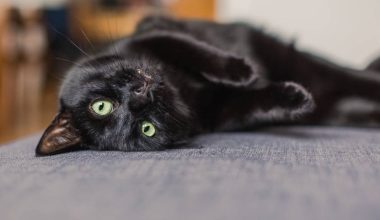 Η ιστορία της κακοτυχίας που «φέρνουν» οι μαύρες γάτες