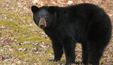 Βίντεο: Γυναίκα στις ΗΠΑ προσπαθεί να ταΐσει και να χαϊδέψει μία μεγάλη μαύρη αρκούδα