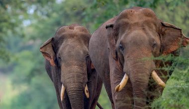 Πλημμύρες στην Σρι Λάνκα: Η στιγμή που ελέφαντας «παλεύει» με τα ορμητικά νερά – Δείτε βίντεο