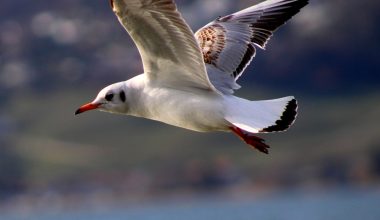 Νέα Ζηλανδία: H στιγμή που δημοσιογράφος δέχεται «επίθεση» από γλάρο σε ζωντανή μετάδοση (βίντεο)