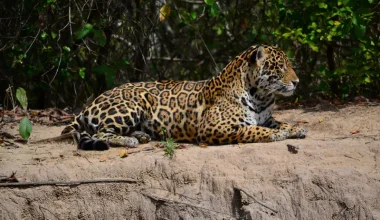 Bραζιλία: Η στιγμή που Λευκορώσος ταξιδιώτης έρχεται αντιμέτωπος με ιαγουάρο (βίντεο)