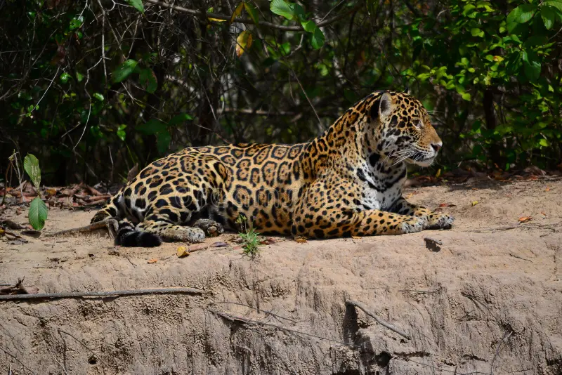 Bραζιλία: Η στιγμή που Λευκορώσος ταξιδιώτης έρχεται αντιμέτωπος με ιαγουάρο (βίντεο)