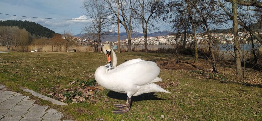 Τέλος μοναξιάς για τον εργένη κύκνο στην Καστοριά – Ζευγαρώθηκε 3,5 χρόνια αφότου έχασε το ταίρι του