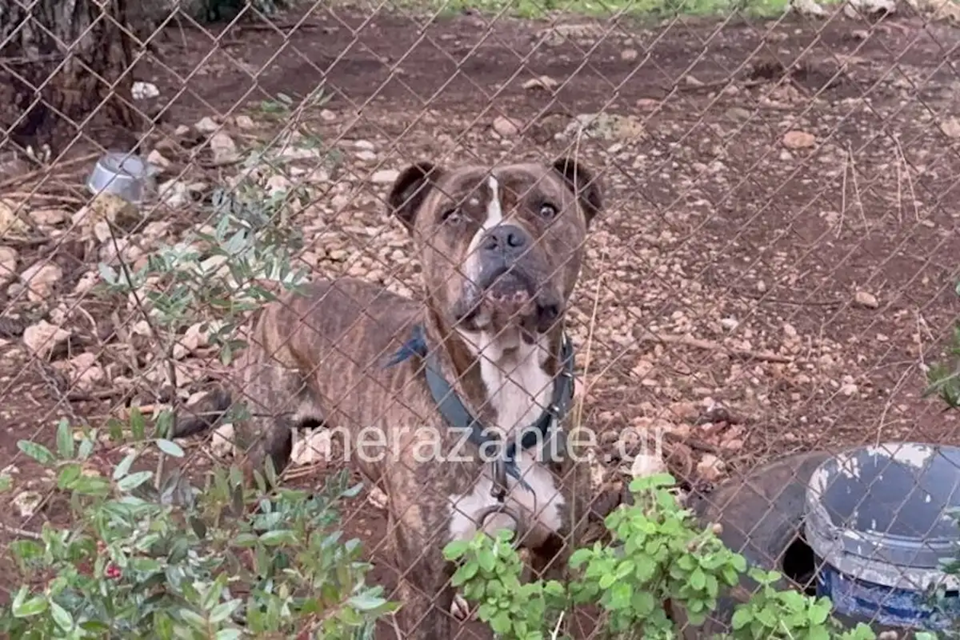 Ζάκυνθος: Συγκλονίζει ο πατέρας του 2χρονου που κατασπαράχθηκε από πίτμπουλ – «Μου χαμογέλασε κι έκλεισε τα μάτια»