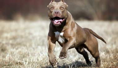 Ζάκυνθος: Συγκλονίζει ο πατέρας του 2χρονου που κατασπαράχθηκε από πίτμπουλ – «Μου χαμογέλασε κι έκλεισε τα μάτια»