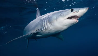 Mako: Σπάνιος ανθρωποφάγος καρχαρίας 2,5 μέτρων αλιεύτηκε στον Ευβοϊκό Κόλπο (φωτό)