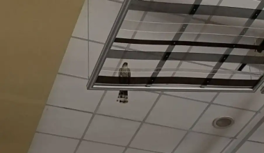 Απίστευτο περιστατικό στο Ηράκλειο: Γεράκι εγκλωβίστηκε μέσα σε σούπερ μάρκετ (βίντεο)