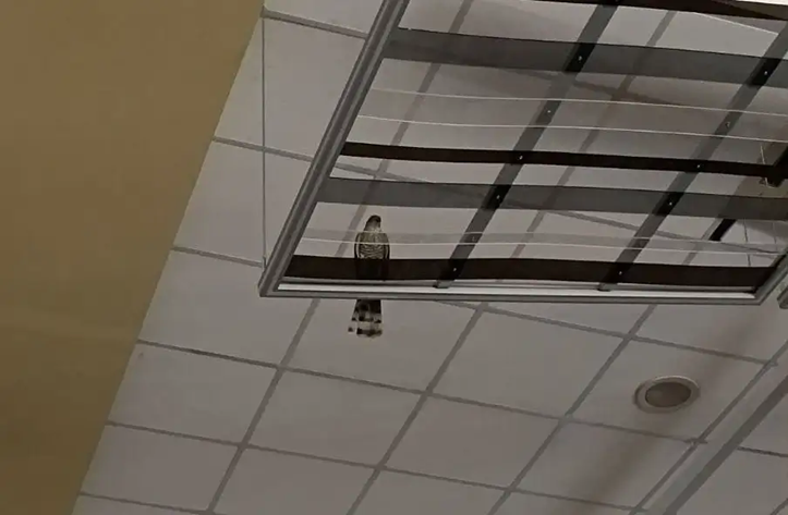 Απίστευτο περιστατικό στο Ηράκλειο: Γεράκι εγκλωβίστηκε μέσα σε σούπερ μάρκετ (βίντεο)