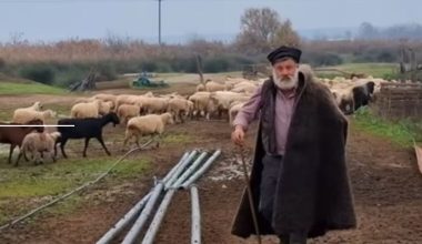 Στο νοσοκομείο με συμπτώματα εγκεφαλικού ο κτηνοτρόφος που του θανάτωσαν 450 πρόβατα λόγω της ευλογιάς (βίντεο)