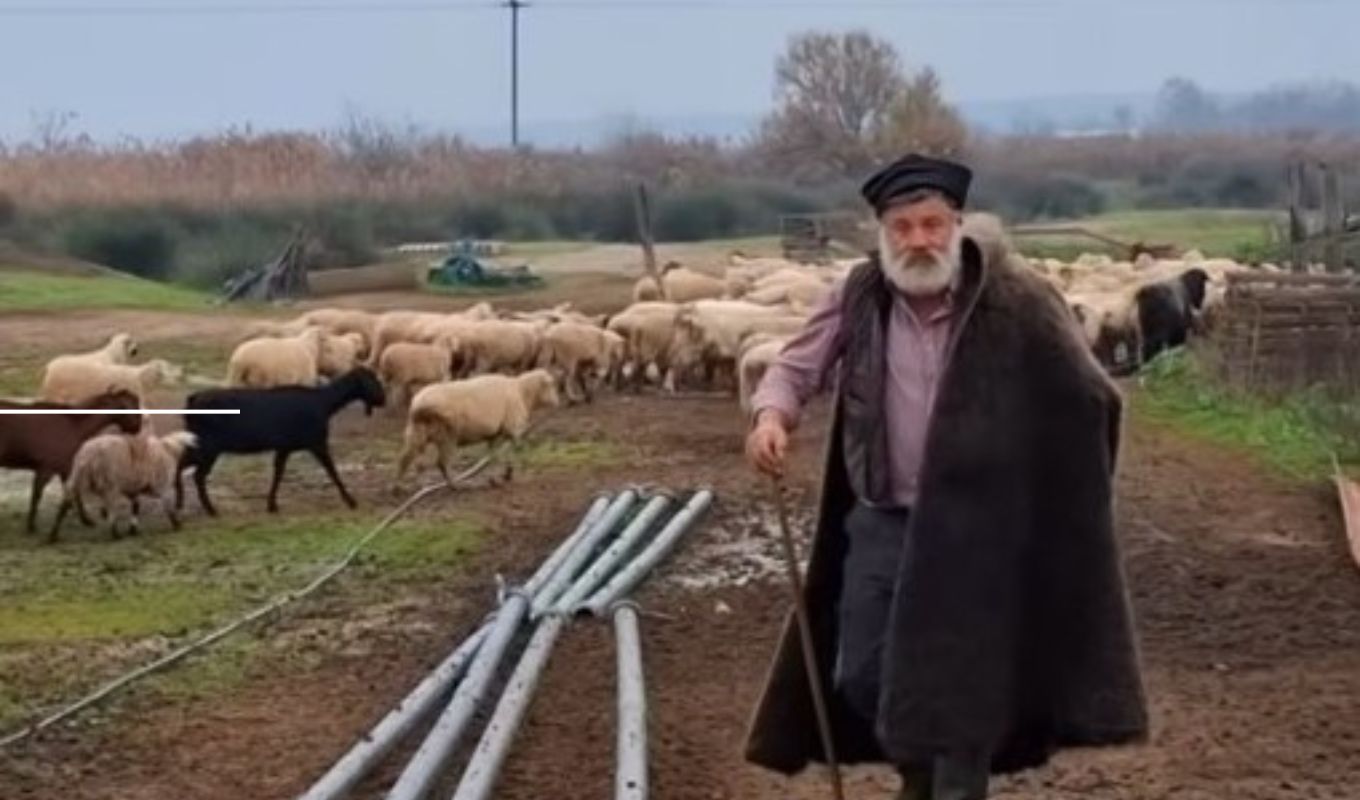 Στο νοσοκομείο με συμπτώματα εγκεφαλικού ο κτηνοτρόφος που του θανάτωσαν 450 πρόβατα λόγω της ευλογιάς (βίντεο)