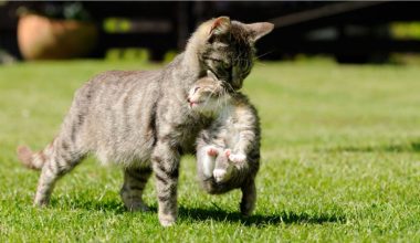 Εσύ το ήξερες; – Αυτοί είναι οι λόγοι που οι γάτες δαγκώνουν από τον σβέρκο τα μικρά τους