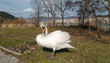Τέλος μοναξιάς για τον εργένη κύκνο στην Καστοριά – Ζευγαρώθηκε 3,5 χρόνια αφότου έχασε το ταίρι του
