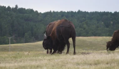 Nέα έρευνα: Ο ρόλος των βισώνων στην «αναγέννηση» του εθνικού πάρκου Yellowstone στις ΗΠΑ