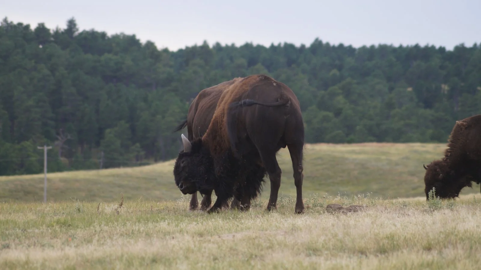 Nέα έρευνα: Ο ρόλος των βισώνων στην «αναγέννηση» του εθνικού πάρκου Yellowstone στις ΗΠΑ