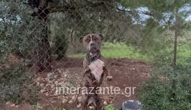 Νέα στοιχεία για την τραγωδία στη Ζάκυνθο: Ο πατέρας προσπάθησε να σώσει τον 2χρονο από το στόμα του σκύλου