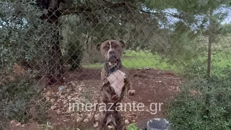 Νέα στοιχεία για την τραγωδία στη Ζάκυνθο: Ο πατέρας προσπάθησε να σώσει τον 2χρονο από το στόμα του σκύλου