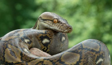 Φιλιππίνες: H στιγμή που κάτοικοι στην πόλη Talisay «παλεύουν» με γιγάντιο πύθωνα σε πλημμυρισμένο δρόμο (βίντεο)