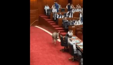 Γαϊδούρι μπήκε και τα έκανε άνω-κάτω στην αίθουσα της Γερουσίας στο Πακιστάν την ώρα συνεδρίασης (βίντεο)