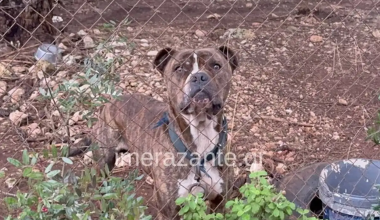 Ζάκυνθος: «Ραγίζει καρδιές» ο πατέρας του 2χρονου που κατασπαράχθηκε από πίτμπουλ – «Ήταν ό,τι σημαντικότερο είχα»